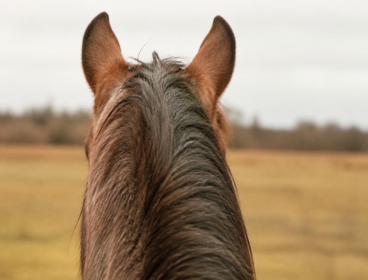 Detalhe das orelhas e da crina de um cavalo em campo aberto